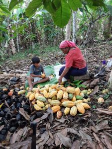 Image femme bribri du costa rica activité cacao